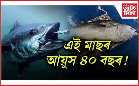 বিশ্বৰ আটাইতকৈ দামী মাছ কোনবিধ আপুনি জানেনে?
